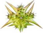 Tribulus Terrestris