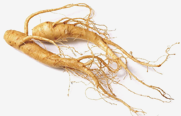 Panax Ginseng