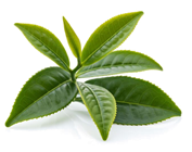 Camellia Sinensis