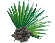 Serenoa Repens