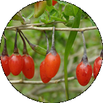 Lycium Chinense