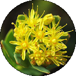 Rhodiola Rosea