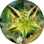 Tribulus Terrestris